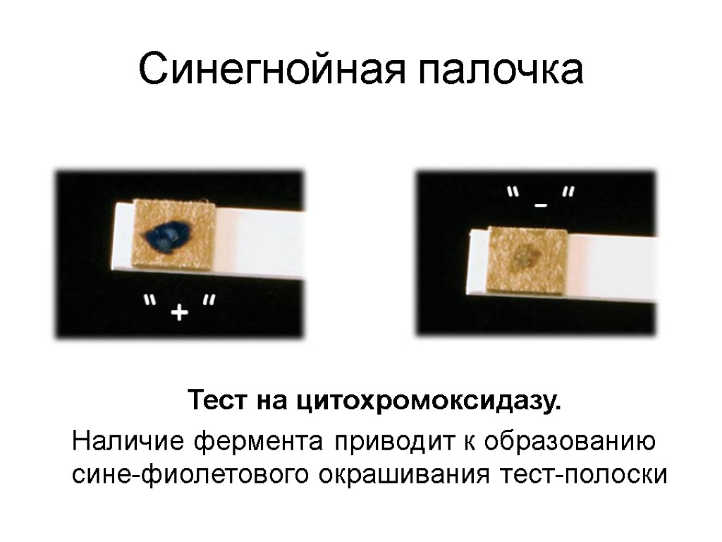 Синегнойная палочка Тест на цитохромоксидазу. Наличие фермента приводит к образованию сине-фиолетового окрашивания тест-полоски